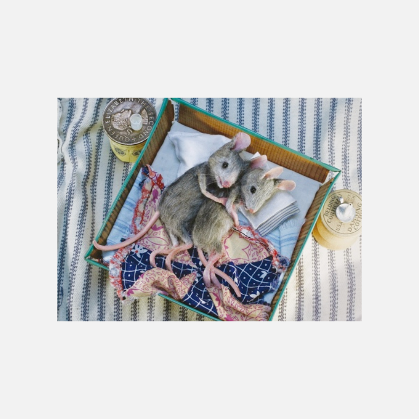 Zwei graue Mäuse kuscheln in einem kleinen, mit Stoff ausgelegten Korb auf einem gestreiften Untergrund