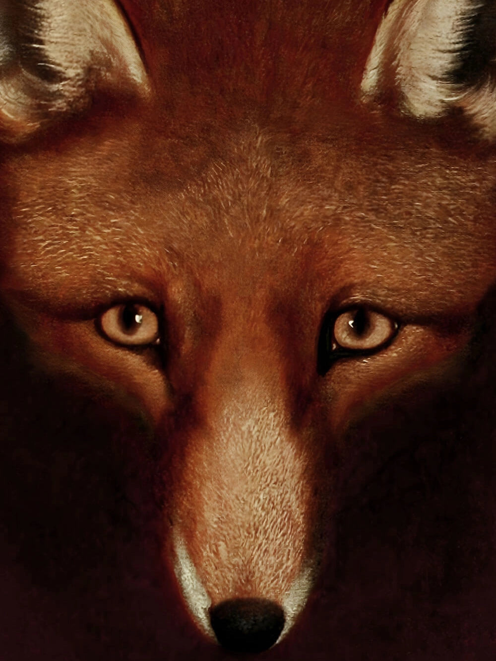 Fine-Art-Kunstdruck von Philip Reinagles Gemälde "Reynard der Fuchs" – Frontales Fuchsporträt vor dunklem, warmem Hintergrund.
