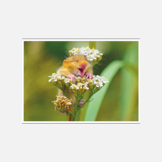 Postkarte haselmaus 