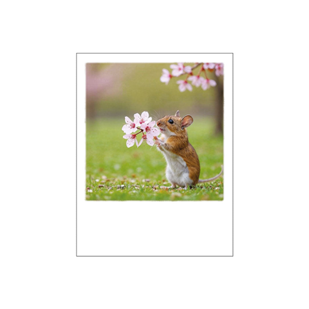 Eine winzige braune Maus steht auf einer grünen Wiese auf den Hinterbeinen und hält eine zartrosa Blüte in den Vorderpfoten.